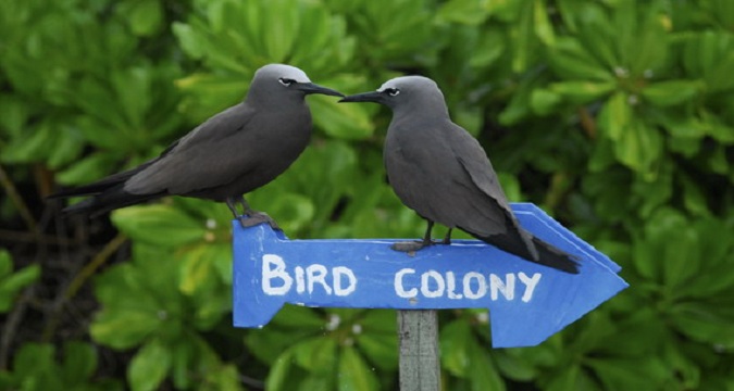 Bird Island Private Island Villas